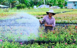 Làng hoa Sa Đéc tất bật vụ hoa Tết 2026, dự kiến cung ứng 1,2 triệu giỏ