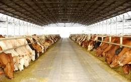 'Vua thép' Trần Đình Long muốn đưa nông nghiệp Hòa Phát lên sàn