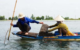 Dân đầu nguồn An Giang, Đồng Tháp ngày đêm đặt lợp cua đồng mùa nước nổi