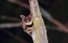 Australia ứng dụng drone và camera nhiệt giám sát động vật nguy cấp