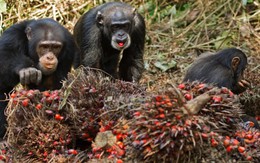 Sở thích nhậu nhẹt của con người bắt nguồn từ... tinh tinh?