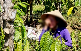 Vụ anh rể phá vườn cà phê em vợ: Xử phạt em vợ 4 triệu đồng vì chung sống như vợ chồng với anh rể