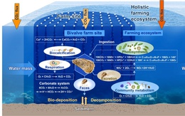 Nuôi hàu giúp giảm CO₂, cung cấp nguồn thực phẩm bền vững