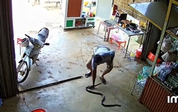 Người đàn ông tay không bắt rắn khủng bò vào nhà một nốt nhạc