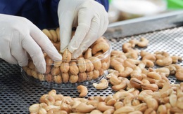 Phát triển bền vững từ 'Sinh kế dưới tán điều'