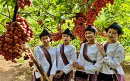 Vườn đỏ Vân Hòa hút khách