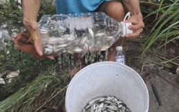 Người dân miền Tây bẫy cá linh bằng bình nhựa