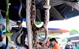 Video quay cảnh một khu chợ bán cá sấu, rắn ở Thái Lan/Trung Quốc là giả