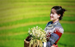 Du khách nườm nượp săn lúa chín Mù Cang Chải, 40 phút đi được 1km