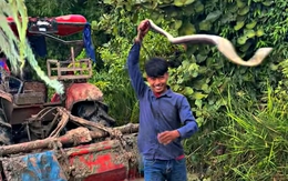 Đang vui bắt được rắn khủng, chàng trai hết cười vì bị cắn