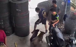 Đang tập võ tự nhiên bị chó tặng '3 mũi 900.000 đồng'