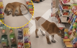 Có không chuyện sư tử 'phê cỏ mèo' trong cửa hàng thú cưng ở Mỹ?