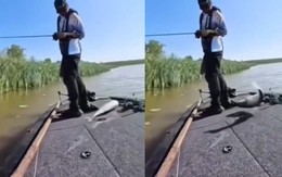 Cá hiến dâng thân mình cho cần thủ nhưng lại bị chê