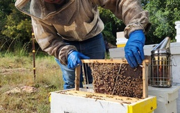 Ong mật có thể gây hại đến thiên nhiên