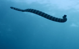 3 bước sơ cứu nạn nhân bị rắn biển cắn