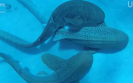Khoảnh khắc cá mập báo 'giao phối tay ba' dưới biển