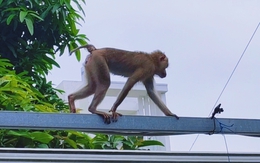 Bắt được khỉ đuôi lợn sổng chuồng cắn ba người bị thương ở phường Bình Tân, TP.HCM