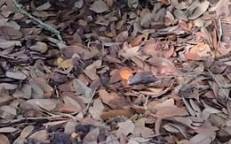 Thử tài tinh mắt: Con rắn ngụy trang ở đâu?