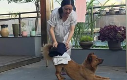 Chú chó thông minh biết giúp đỡ cô chủ làm việc nhà