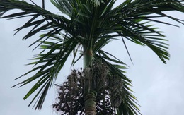 Trung Quốc lại mua mạnh, cau non 'hút hàng' tăng giá 30%