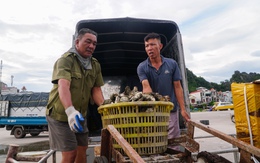 Đặc khu Vân Đồn tất bật trước bão Ragasa, lực lượng cứu hộ đã sẵn sàng