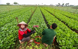 Hợp tác xã khó đưa trực tiếp rau VietGAP vào trường học vì 'thiếu quan hệ'