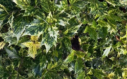 Thử tài tinh mắt: Chỉ 5% người tìm thấy con ếch trong 7 giây