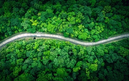 Đất, rừng và 'mỏ vàng xanh' từ tín chỉ carbon