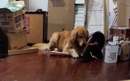 Chú chó lo lắng khi thấy cô chủ bị ngất vì tụt huyết áp