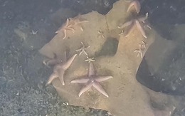 Sinh vật biển sinh sôi tốt trên kho vũ khí độc hại dưới đáy biển Baltic