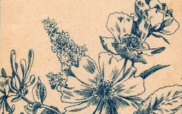 Hai cậu bé ẩn giấu ở đâu?