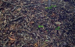 Con rắn ngụy trang ở đâu?