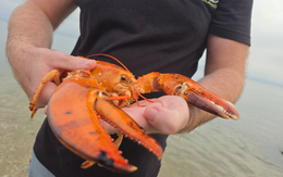 Số phận may mắn của con tôm hùm siêu hiếm có 'màu cam như bị luộc chín'