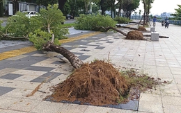 Cây xanh bật gốc ngã la liệt trên vỉa hè ven sông Đà Nẵng