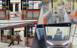 Chàng trai xây tàu điện ngầm cho... mèo