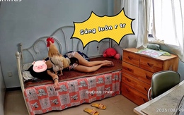 Gà trống nhảy lên giường gáy đánh thức cô chủ ngủ nướng