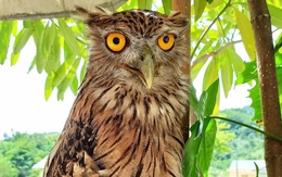 Phát hiện 9 loài chim mới ở vùng chim đặc hữu của Việt Nam