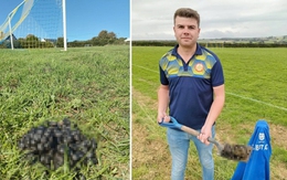 Trận bóng đá Anh bị hoãn vì 200 con cừu tràn vào sân