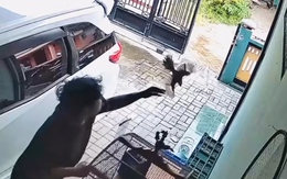 Chàng trai có màn phản xạ bắt chim nhanh hơn mèo