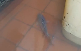 Trưa nay chưa biết ăn gì thì ra ngoài thấy cảnh này