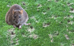 Trận vòng loại World Cup có nguy cơ đổi địa điểm thi đấu vì chuột