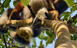 Cứu voọc chà vá chân nâu bị bẫy dây quấn chặt trên cây ở núi Sơn Trà