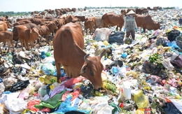 Lâm Đồng đề xuất chọn bãi ô nhiễm Bình Tú tiếp nhận rác trở lại