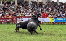 Hàng vạn người đi xem chọi trâu Đồ Sơn từ sáng sớm