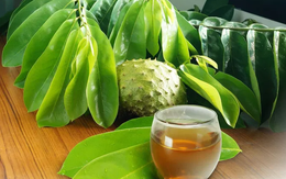 Trà từ lá mãng cầu có thật sự chữa được ung thư nội mạc tử cung?