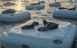 Na Uy đã phát minh ra 'băng nhân tạo' cứu hải cẩu ở Bắc Cực?