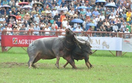 Trâu số 06 giành chức vô địch lễ hội chọi trâu Đồ Sơn 2025