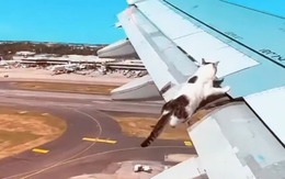 Video ‘mèo đu cánh máy bay khi cất cánh’ gây xôn xao mạng xã hội