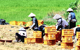 Hàn Quốc kiểm tra gắt gao các đơn vị nợ lương, ngược đãi lao động nước ngoài