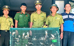 Bán 40 con chim trên mạng, bị kiểm lâm mật phục bắt phạt